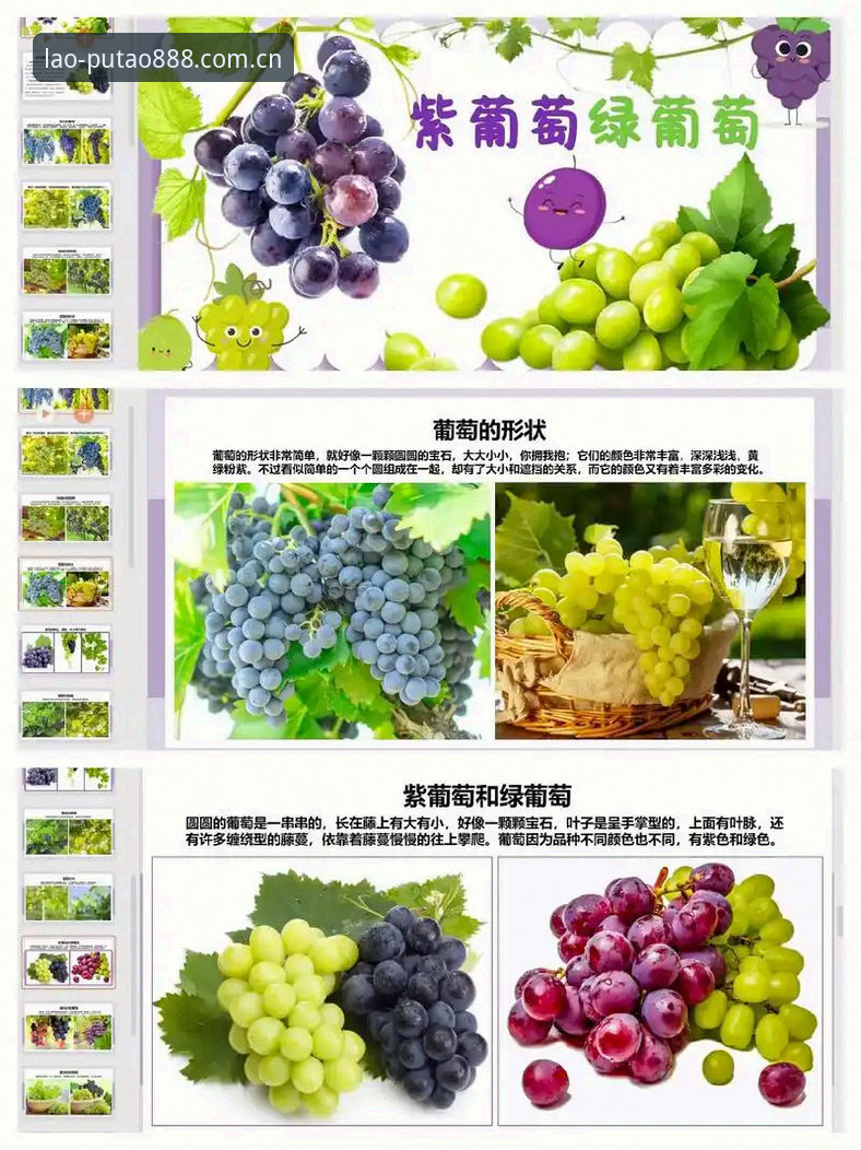 新葡萄8883PC客户端对比 揭秘新葡萄特色版:V3.1背后PC客户端体验差异的真相